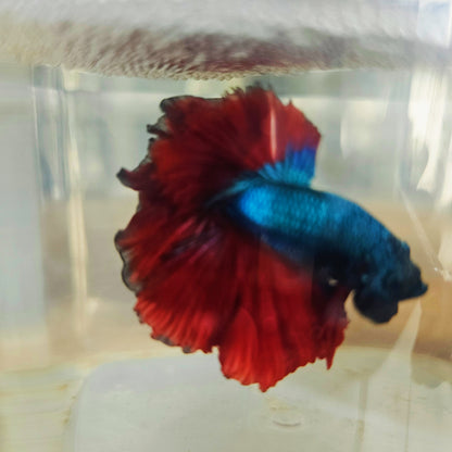 DARK COLOR SPECIAL TAIL HALFMOON BETTA 260912