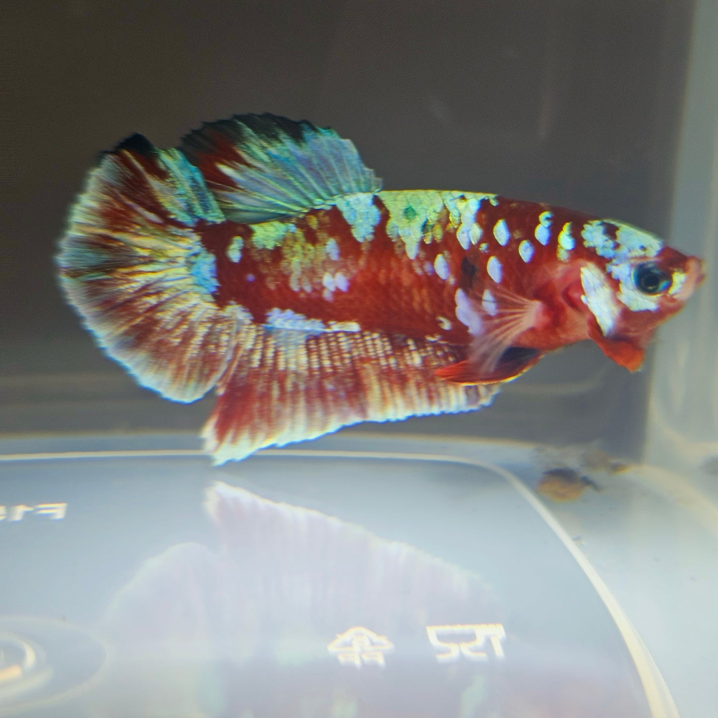 BARONGSAI BETTA 260482