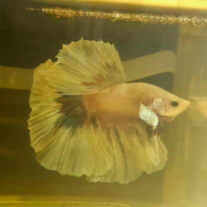 Light Color Dumbo Rosetail Halfmoon Betta(OHM)2605A16