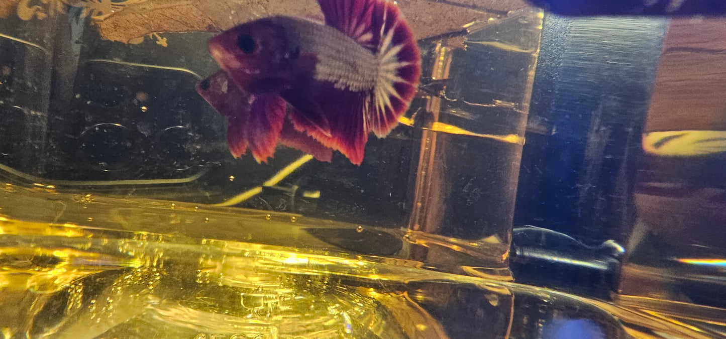 RED FCCP 03