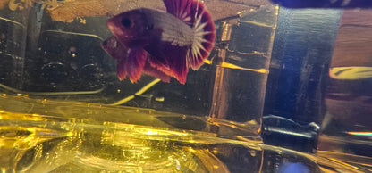 RED FCCP 03