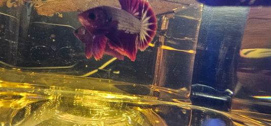 RED FCCP 03