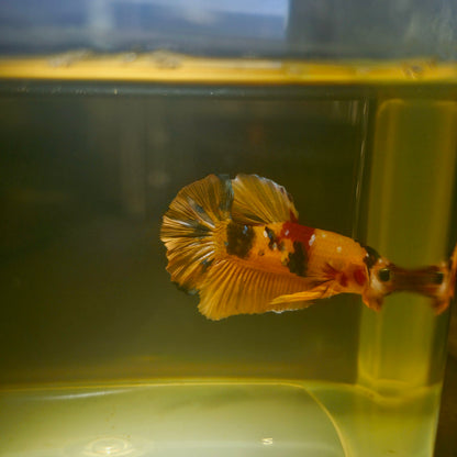 NEMO CANDY BETTA 260414