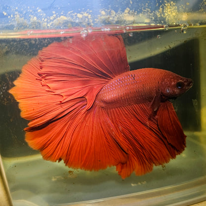 Giant Full Red Rosetail Halfmoon Betta(OHM) 2605A22