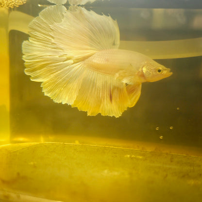 Light Color Rosetail Halfmoon Betta 2605A11