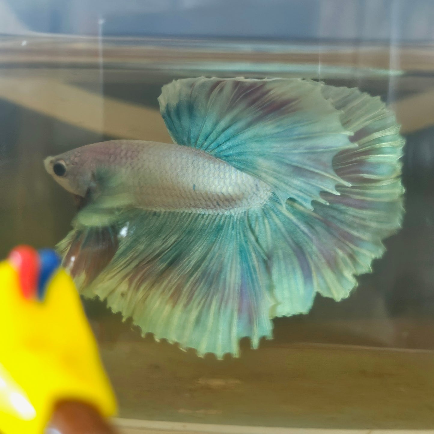 Light Color Maple Leaf Halfmoon Betta 2605A65