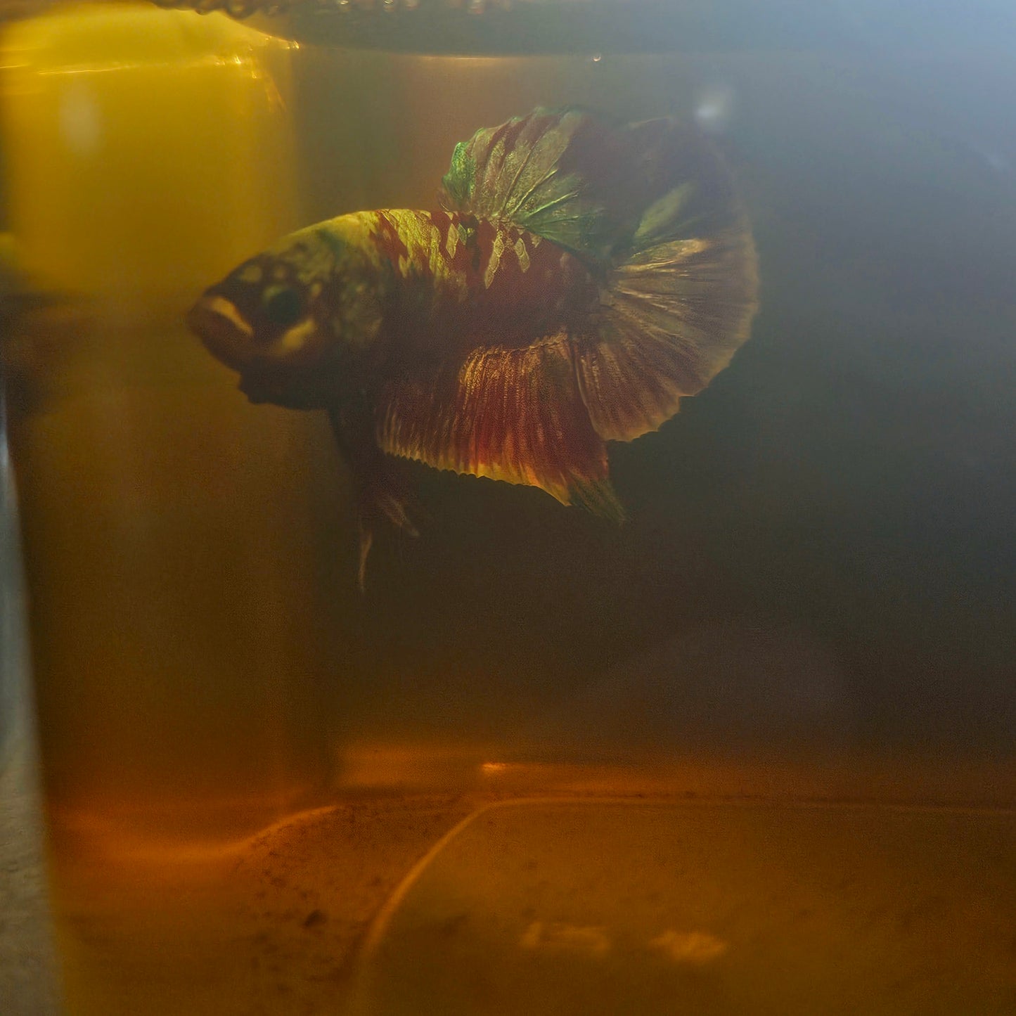 BARONGSAI BETTA 260410