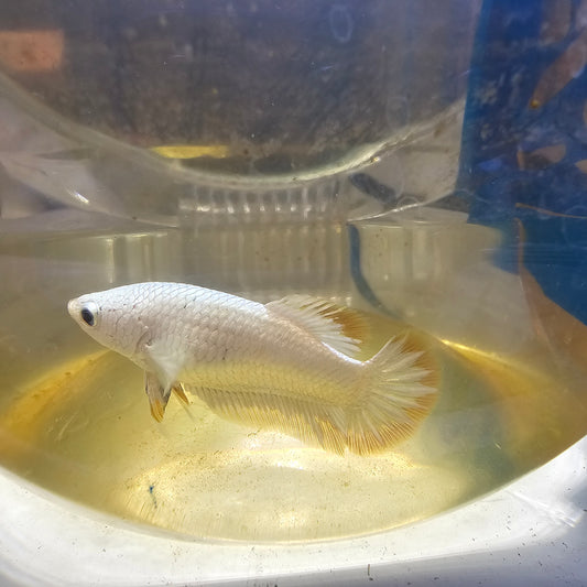 YELLOW DRAGON(METEOR TAIL）BREEDING GRADE/种母星尾雪黄龙251115