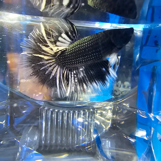 COPPER BLACK WHITE HM (M)250976