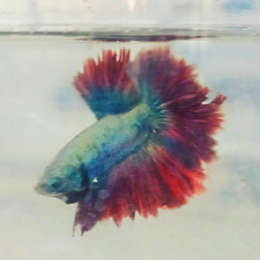 DARK COLOR SPECIAL TAIL HALFMOON BETTA(SHORT TAIL) 260923 premium Betta Fish