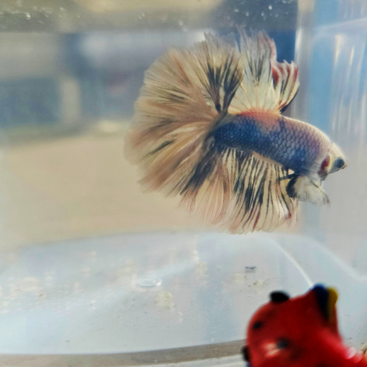 LIGHT COLOR SPECIAL TAIL HALFMOON BETTA 260927 premium Betta Fish