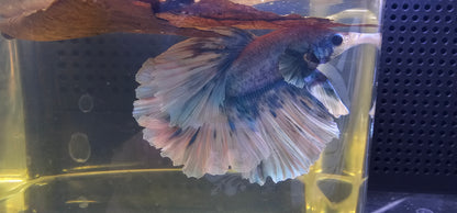 FEATHER TAIL HALFMOON (APACHE) BLUE BIANCO 0619