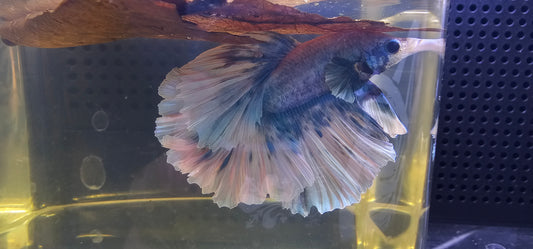 FEATHER TAIL HALFMOON (APACHE) BLUE BIANCO 0619
