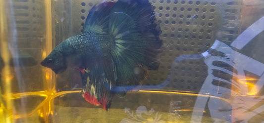 BLUE RED ROSE TAIL HALFMOON (OHM)0612