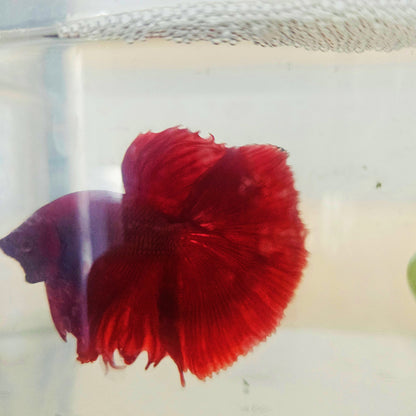 SOLID COLOR SPECIAL TAIL HALFMOON BETTA 260921