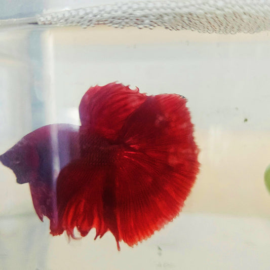 SOLID COLOR SPECIAL TAIL HALFMOON BETTA 260921 premium Betta Fish