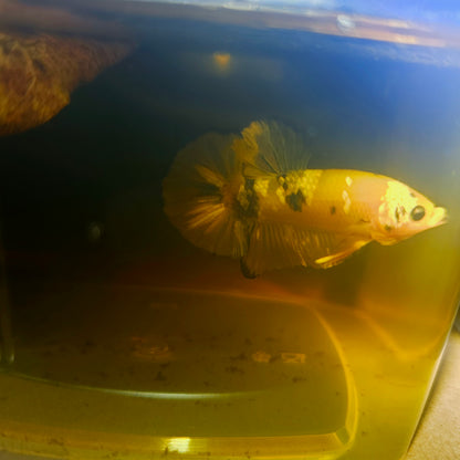 METALIC CANDY BETTA 260423