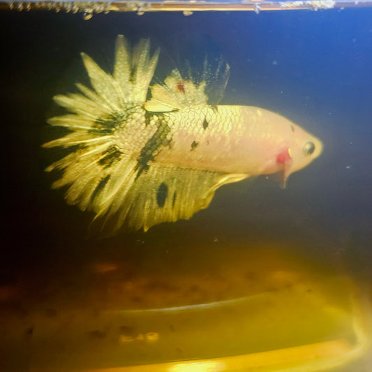 METALIC CANDY BETTA 260459