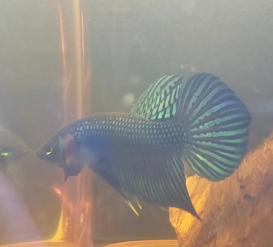 MAHACHAI WILD BETTA 02(CODA CHITARRA)