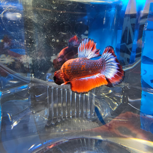 HELL BOY PK(M)250977