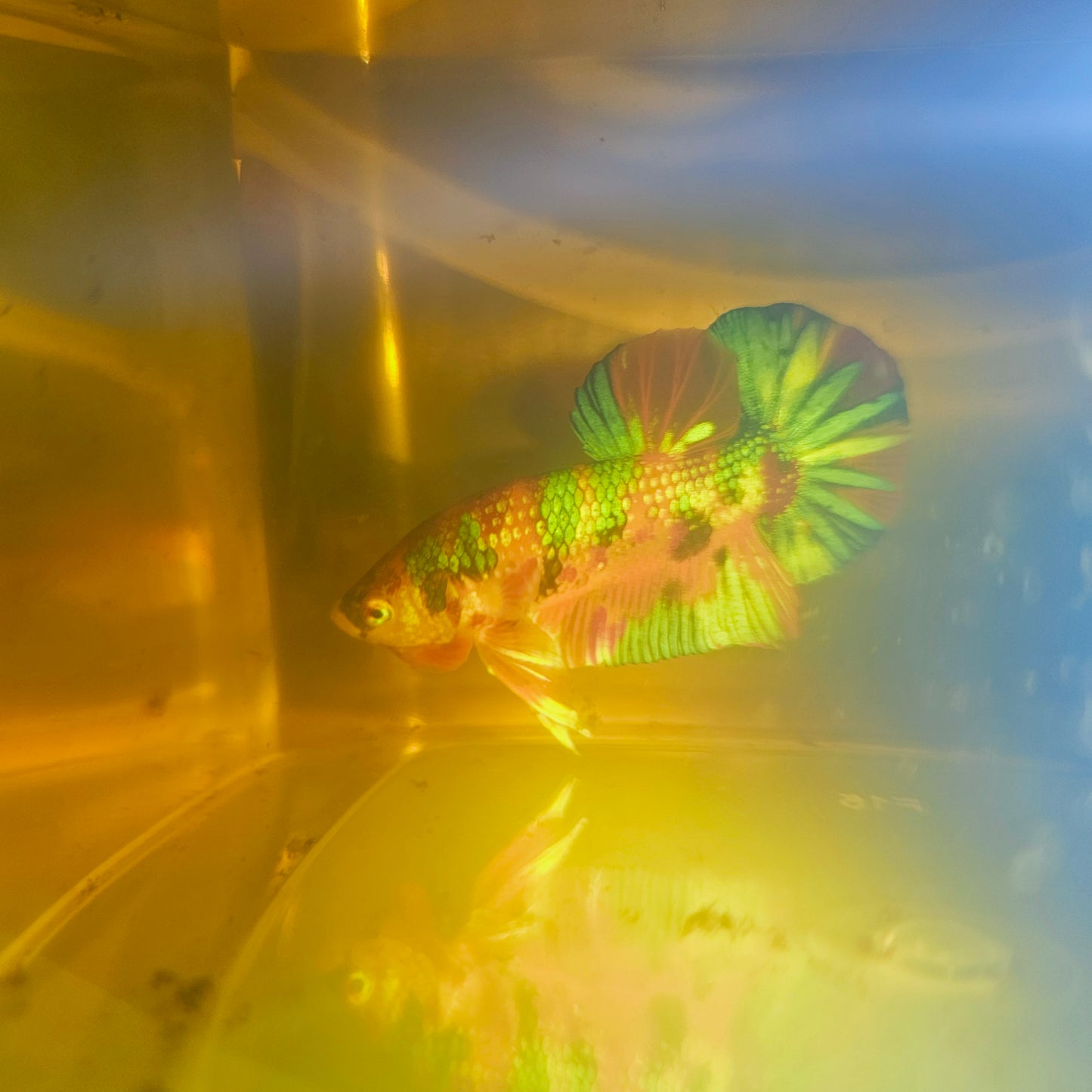 METALIC CANDY BETTA 260463