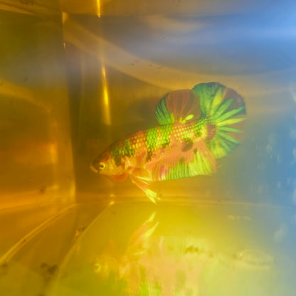METALIC CANDY BETTA 260463