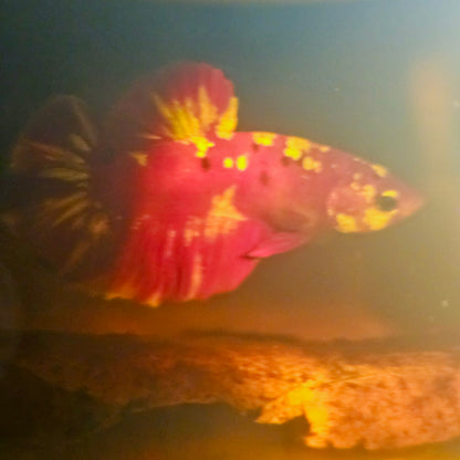 RGG BETTA 260495