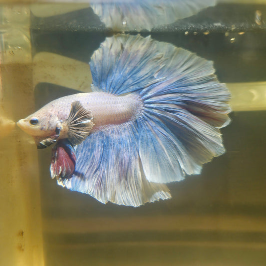 Light Color Rosetail Halfmoon Betta(OHM)2605A15