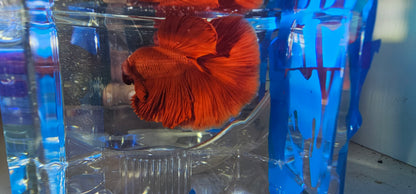 SUPER FULL RED HM (M)250901