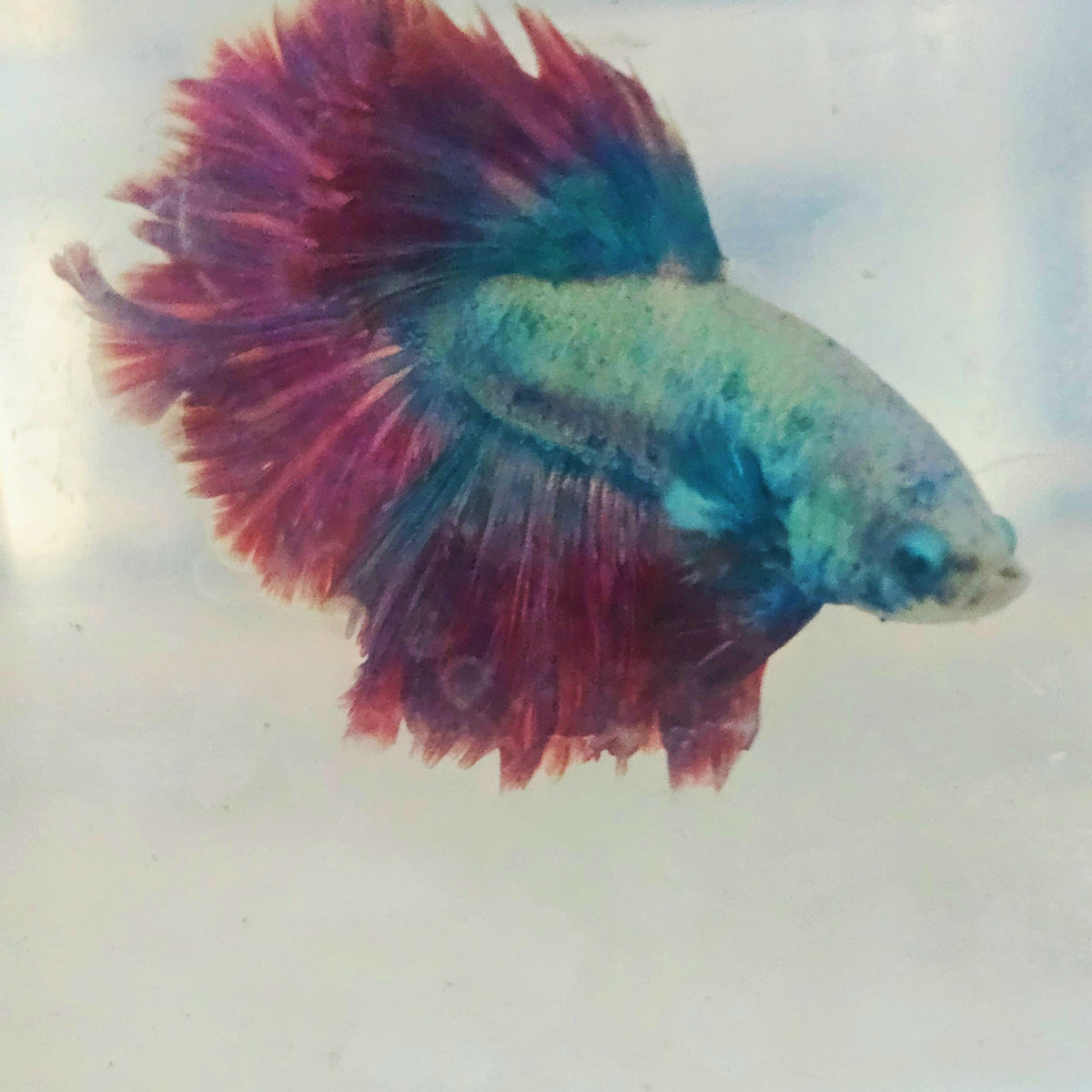 DARK COLOR SPECIAL TAIL HALFMOON BETTA(SHORT TAIL) 260923 premium Betta Fish
