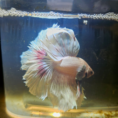 Light Color Maple Leaf Halfmoon Betta 2605B59