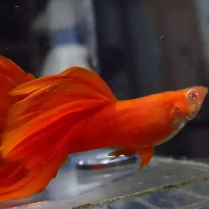 FULL RED ALBINO GUPPY (BIG DORSAL FIN)/粗体大背全红白子孔雀
