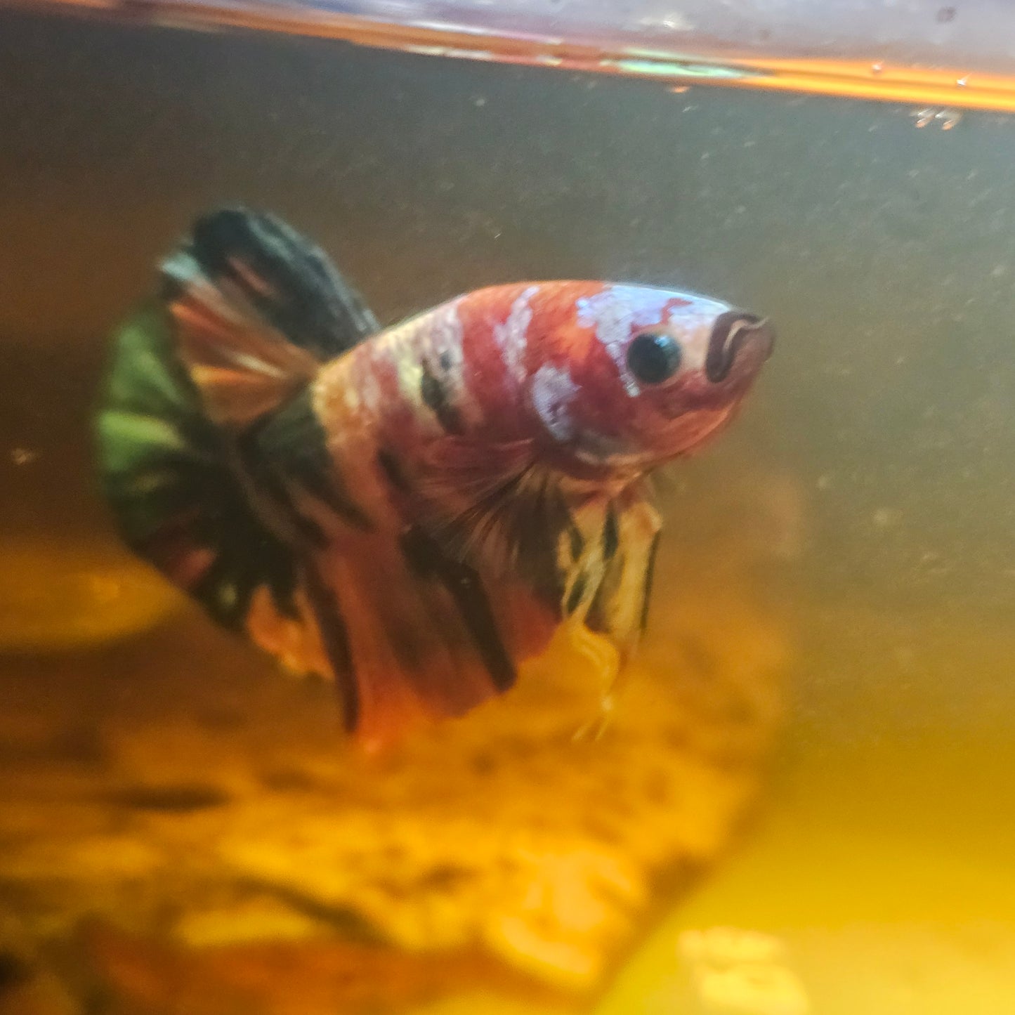 NEMO CANDY BETTA 260484