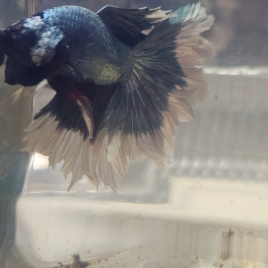 ROSE TAIL COPPER HALFMOON /金属玫瑰尾半月251260