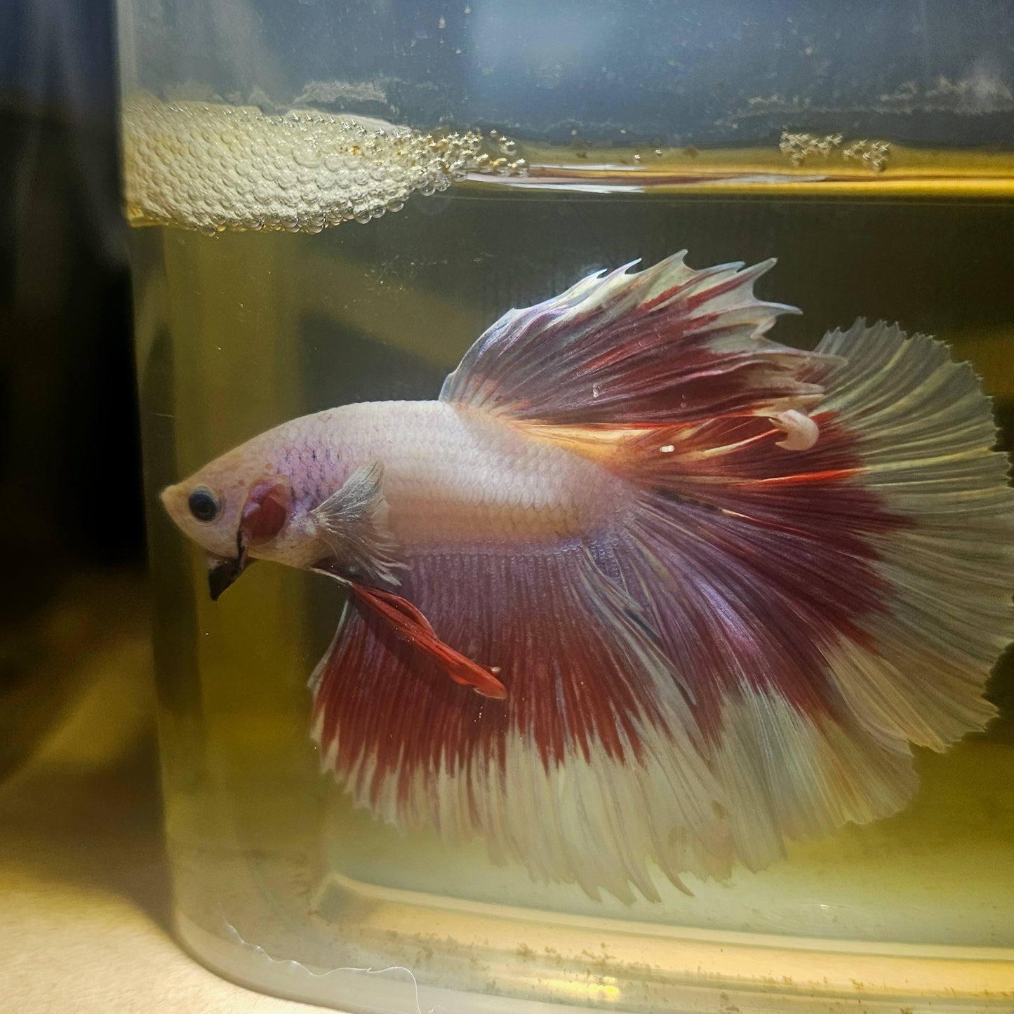 Purple White Rosetail Halfmoon Betta 2605A37