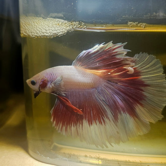 Purple White Rosetail Halfmoon Betta 2605A37