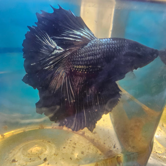 ROSE TAIL BLACK COPPER HALFMOON（S）/玫瑰尾黑金属半月251267