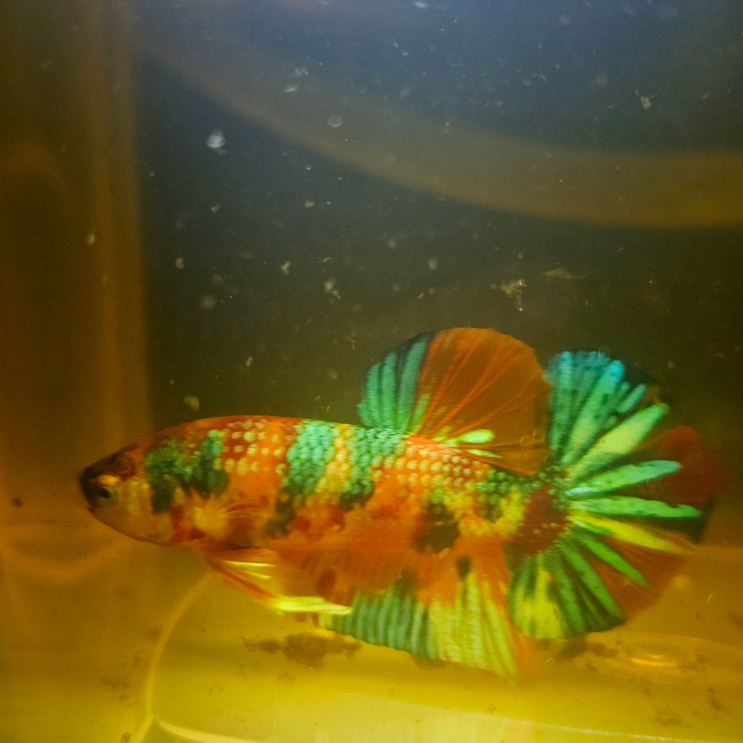METALIC CANDY BETTA 260463