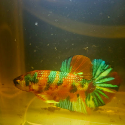 METALIC CANDY BETTA 260463