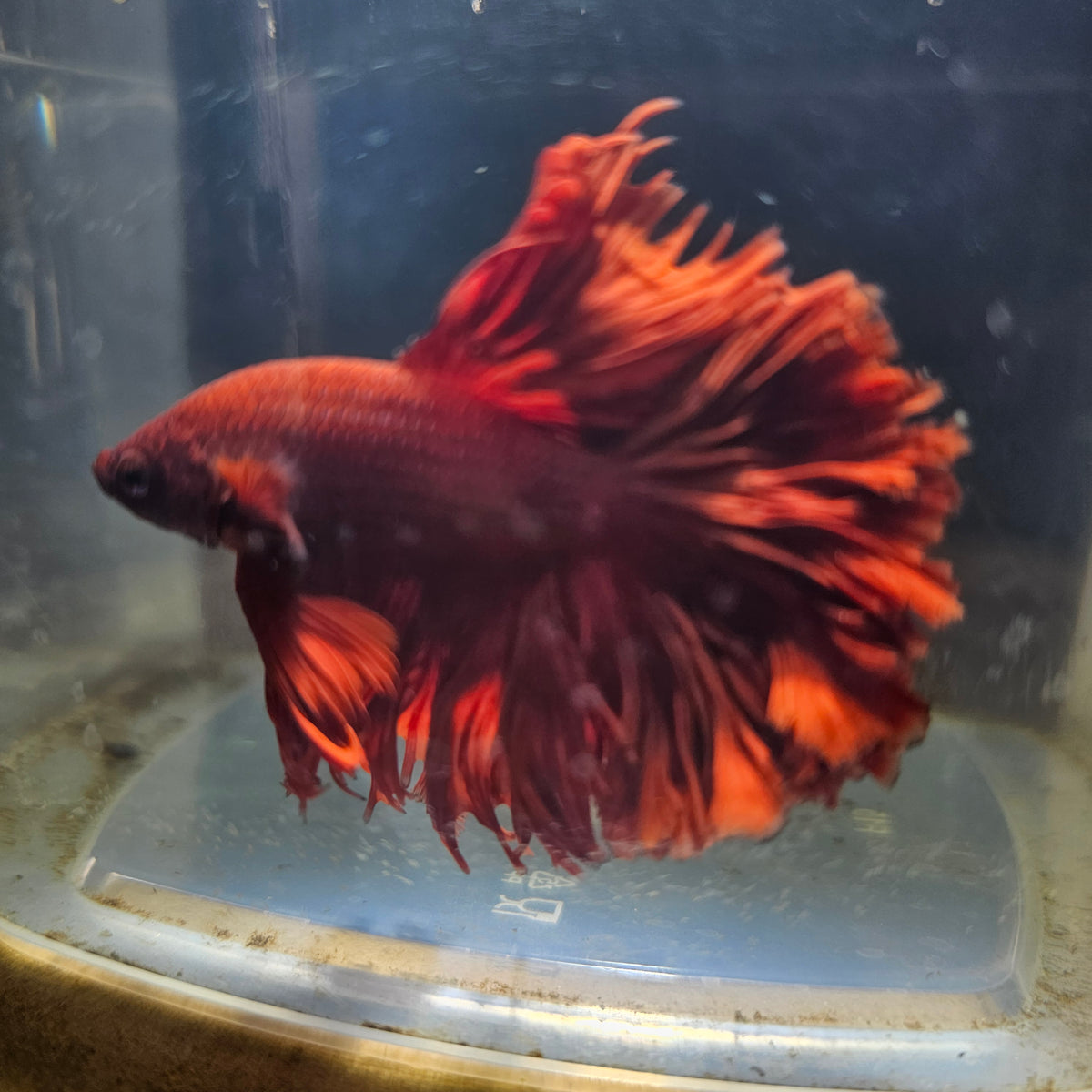 SOLID COLOR SPECIAL TAIL HALFMOON BETTA 260906 premium Betta Fish