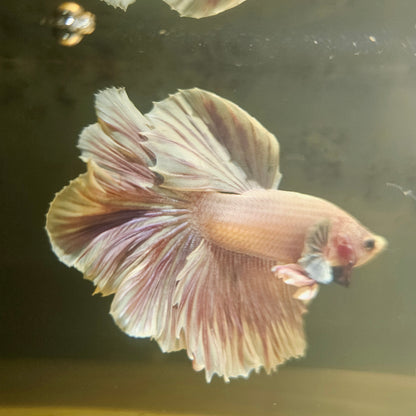 Dark Color Rosetail Halfmoon Betta 2605B44