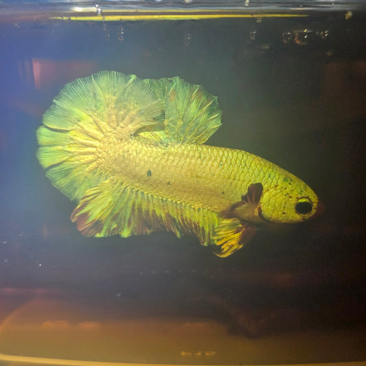 METALIC CANDY BETTA 260493