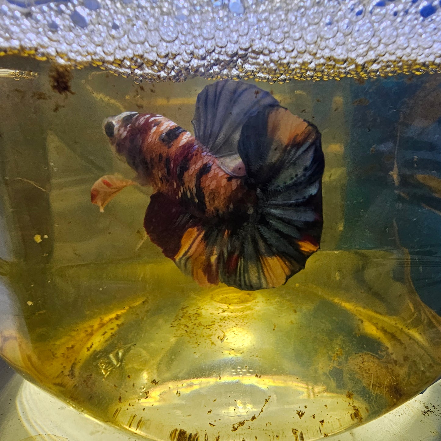 FULL COLOR GALAXY CANDY HMPK/满色星河糖果251129