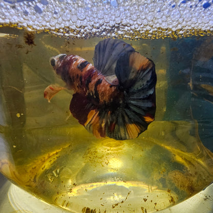 FULL COLOR GALAXY CANDY HMPK/满色星河糖果251129