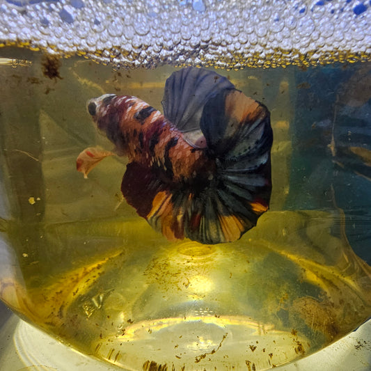 FULL COLOR GALAXY CANDY HMPK/满色星河糖果251129