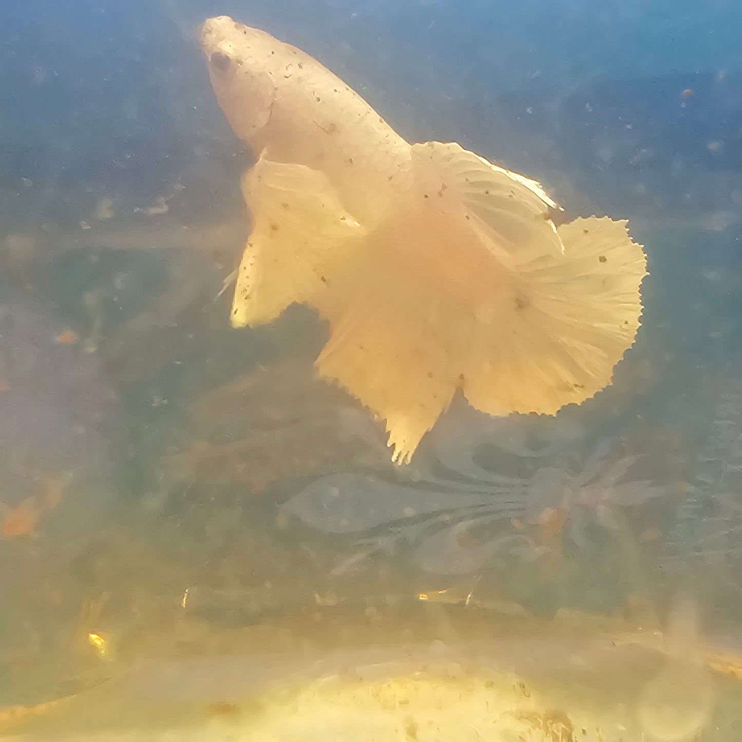 PURE WHITE DUMBO PK/ 纯白大耳将军251153