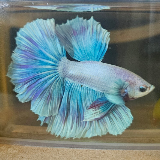 Light Color Maple Leaf Halfmoon Betta 2605A65