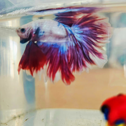 DARK COLOR SPECIAL TAIL HALFMOON BETTA 260933