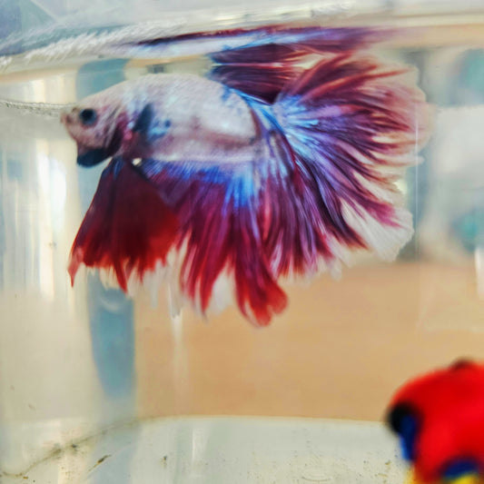 DARK COLOR SPECIAL TAIL HALFMOON BETTA 260933 premium Betta Fish detail