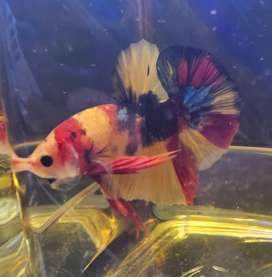 NEMO CANDY 14